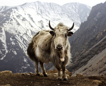 Rare animals found in Himalayan region of Nepal