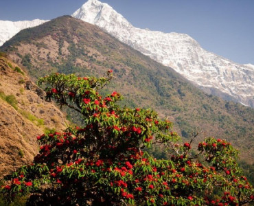 Rare Flora and Fauna in Nepal